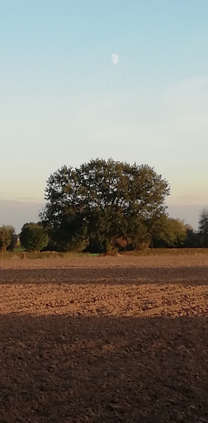 nice tree undee the moon