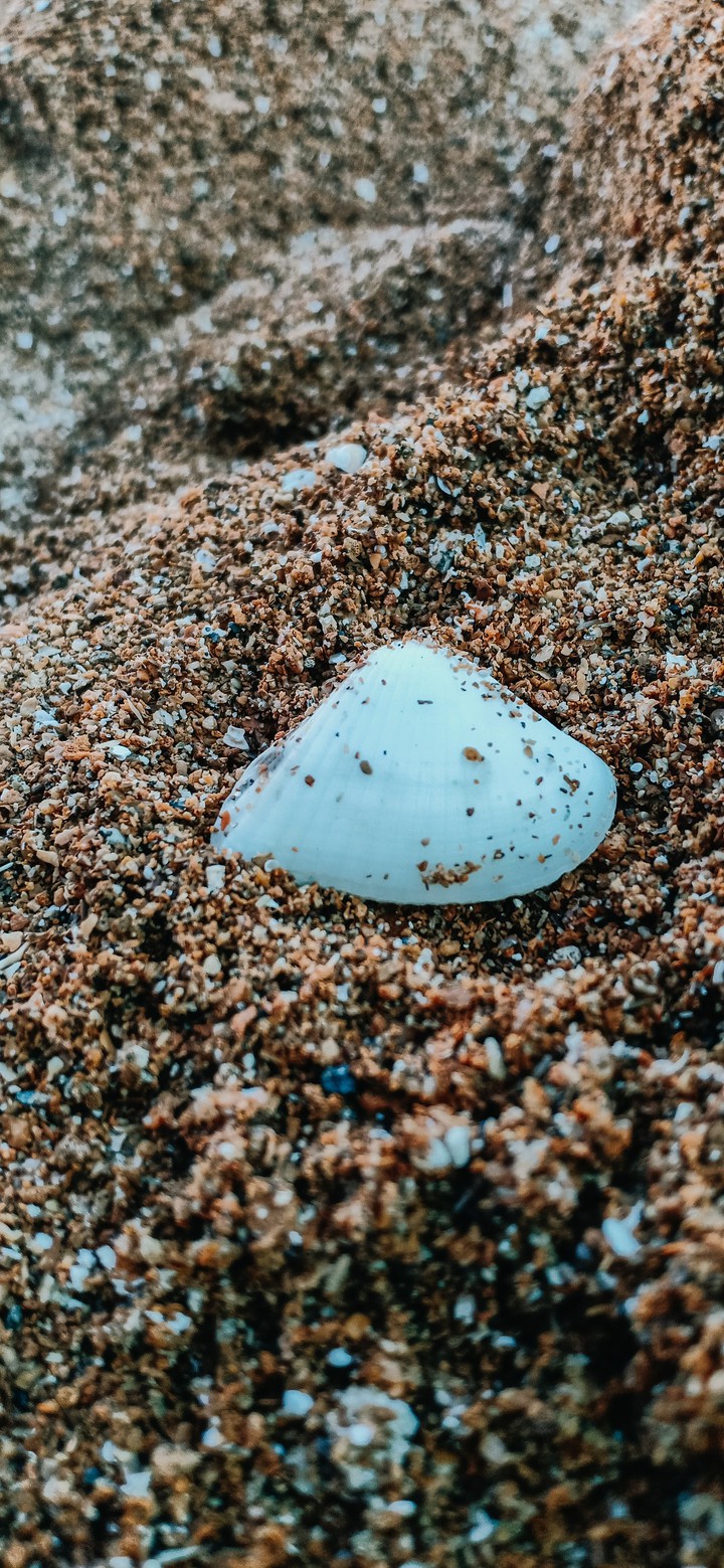 Seashell