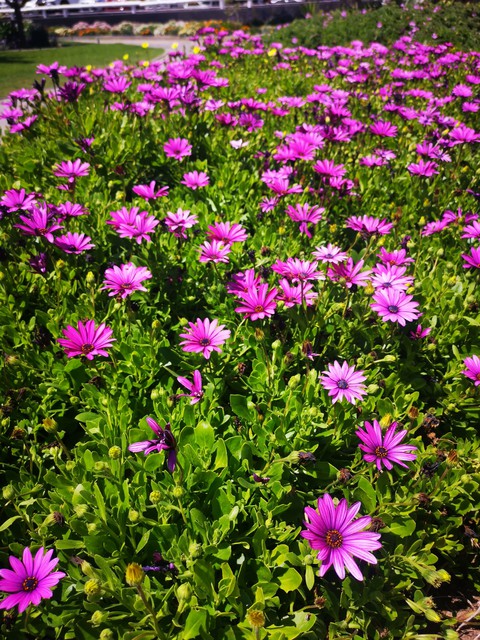 Flowers in full bloom..