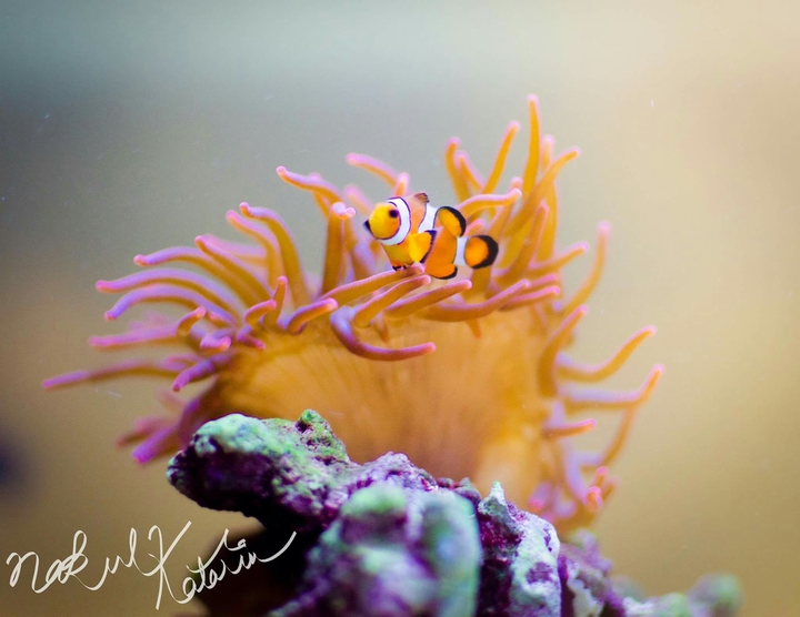 Oceanic Life