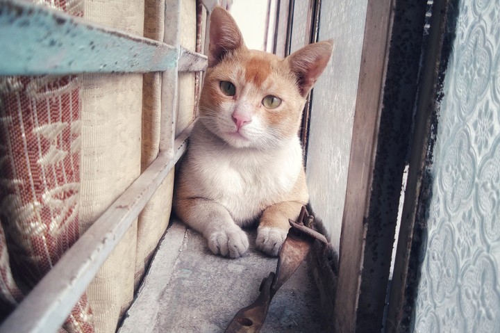 My cat went on a trip from where he would never return.