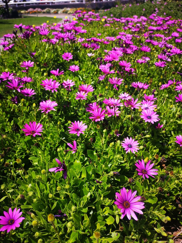 Flowers in full bloom..