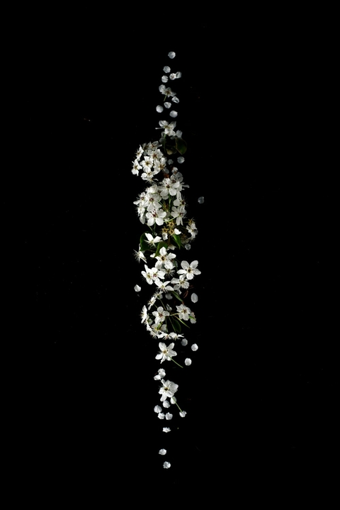 flower white