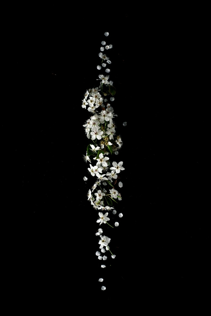 flower white