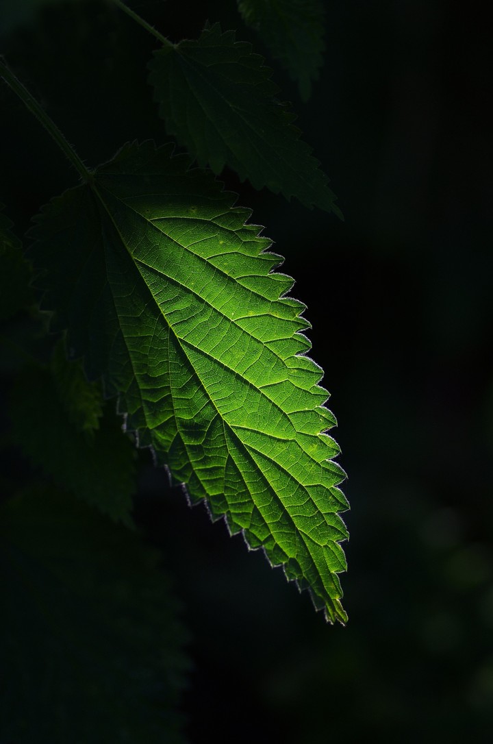 Netle Leaf