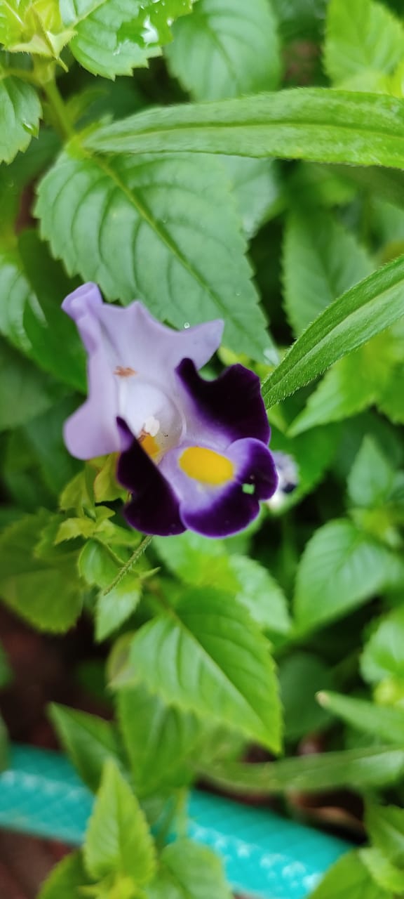 Multicolored flower