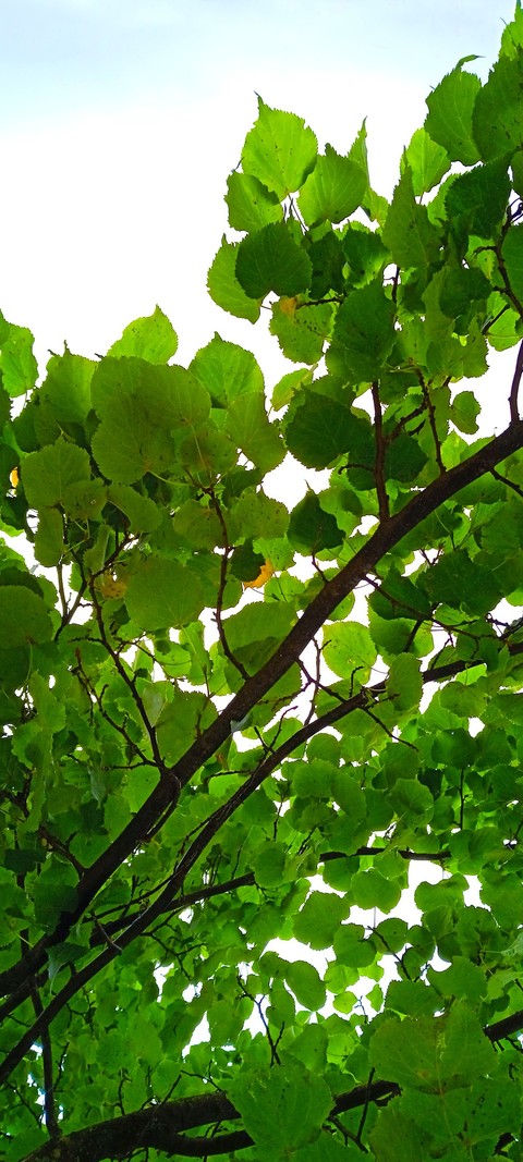 тапети branch, flower