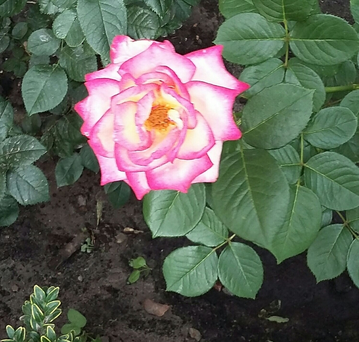 flower