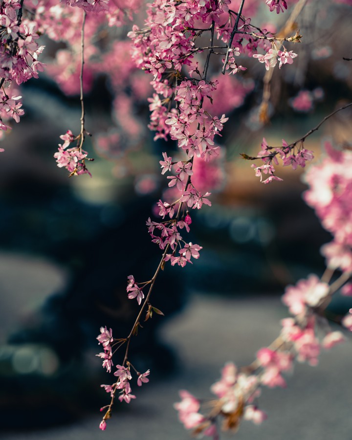 Spring flowers