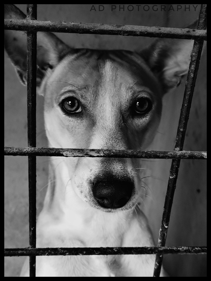 pets portraits