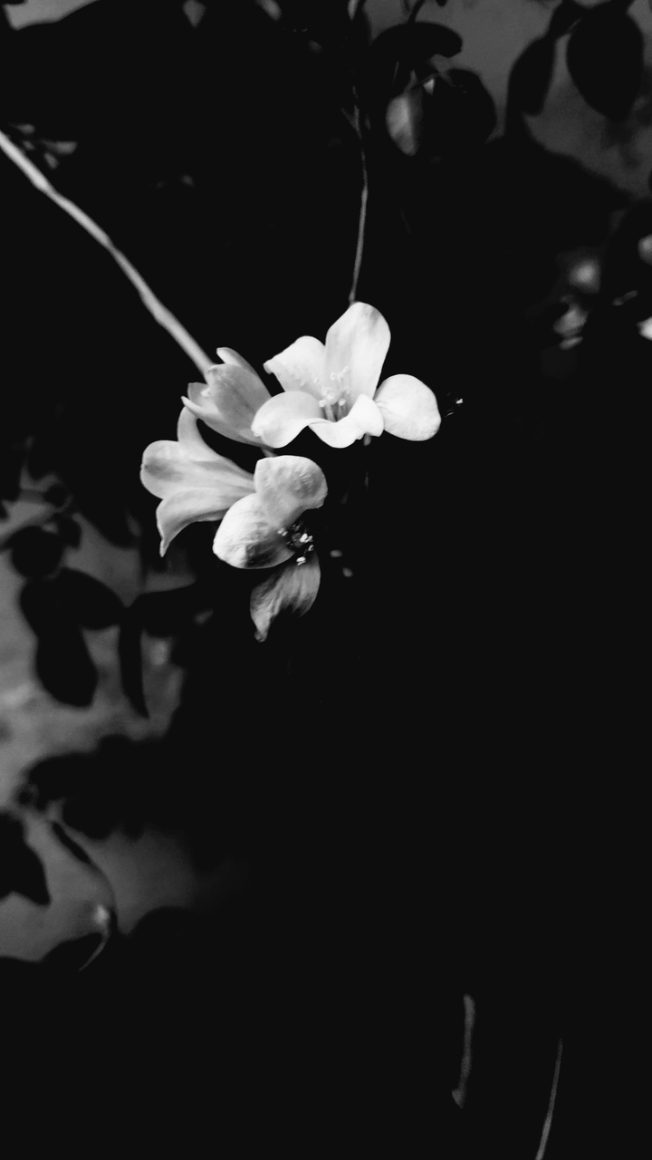 monochrome