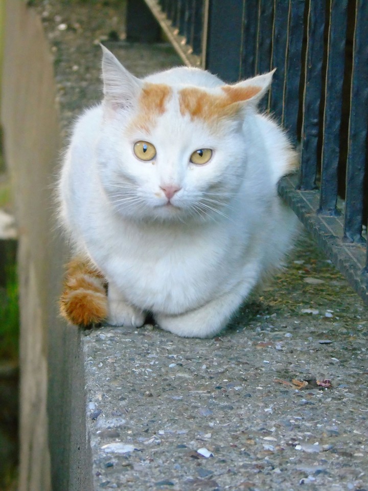 cats