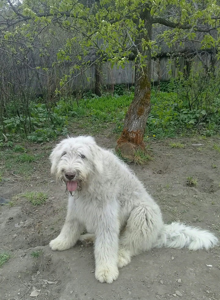 Лука