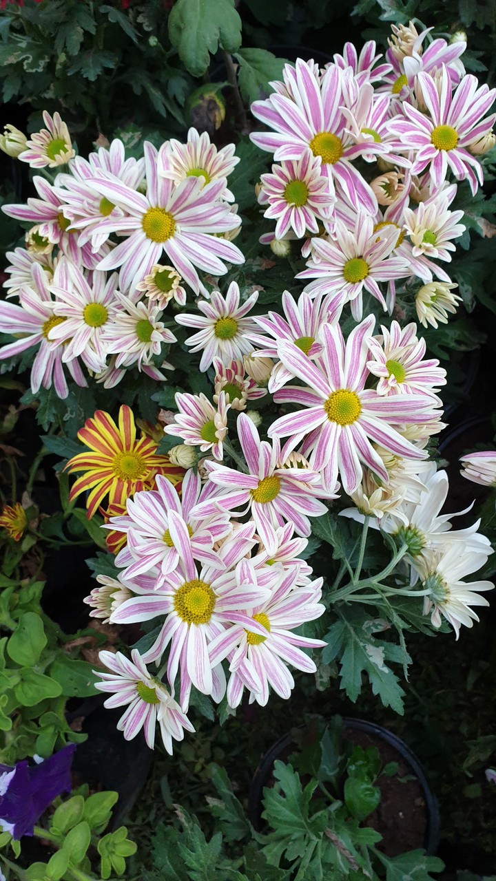 Stunning flowers