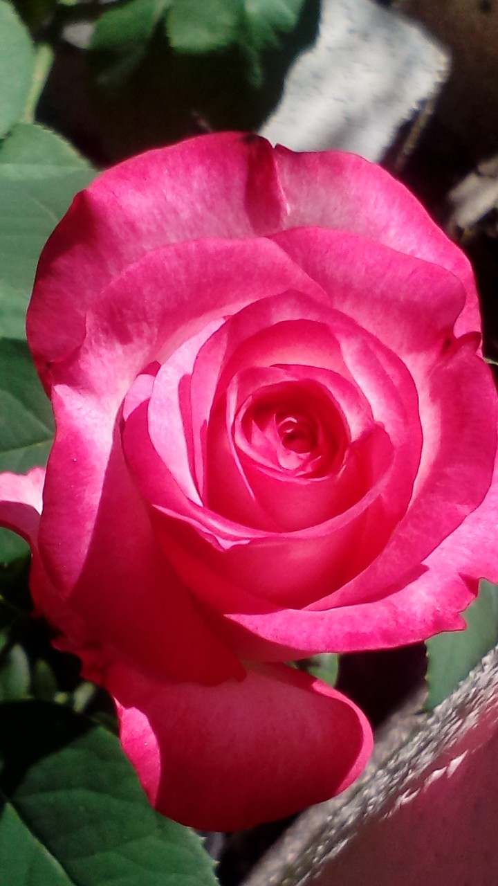 pink