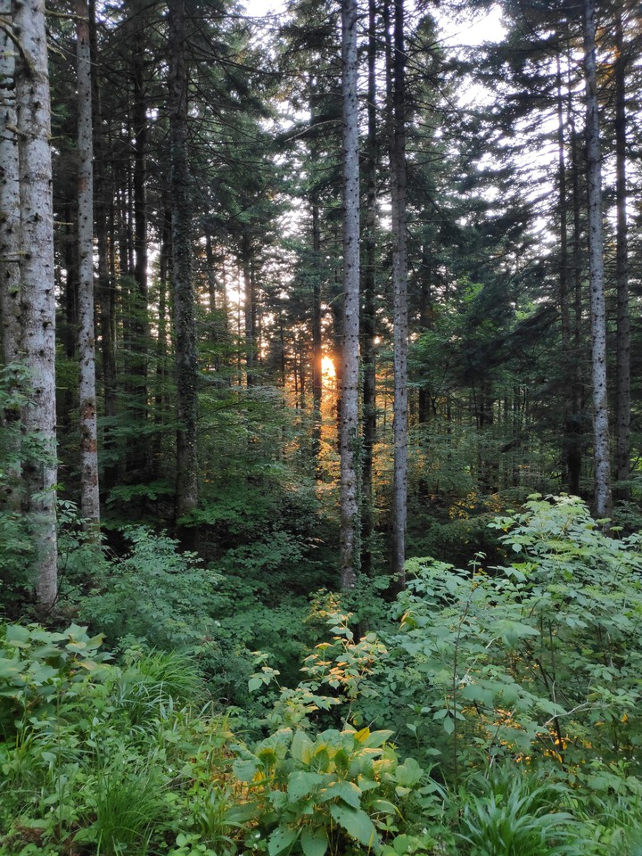 forest