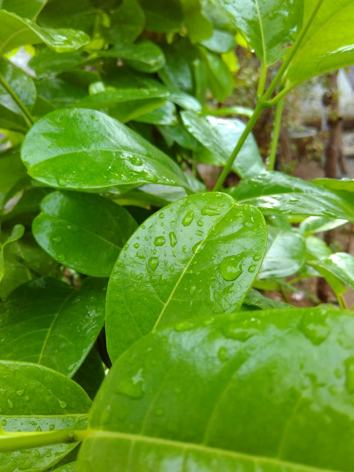 leaf