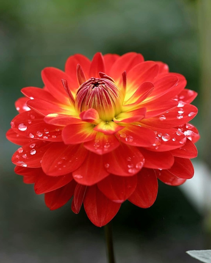 dhalia