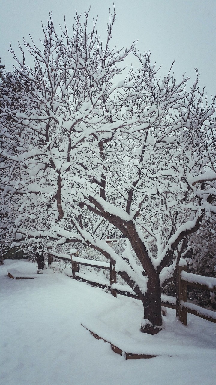 Nieve