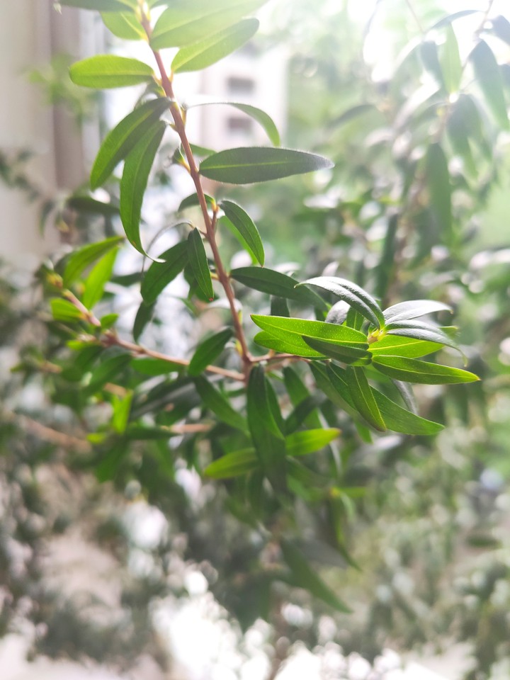 green plant
