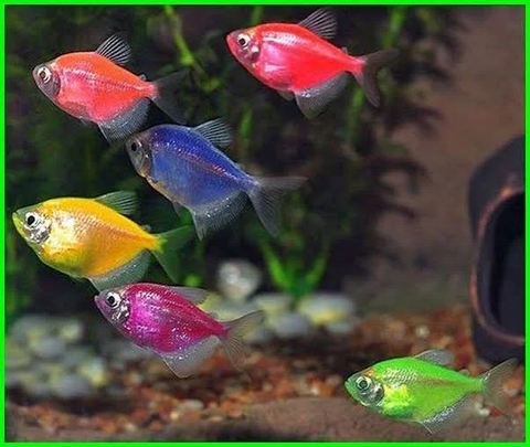 Fish, Fin, Aquarium