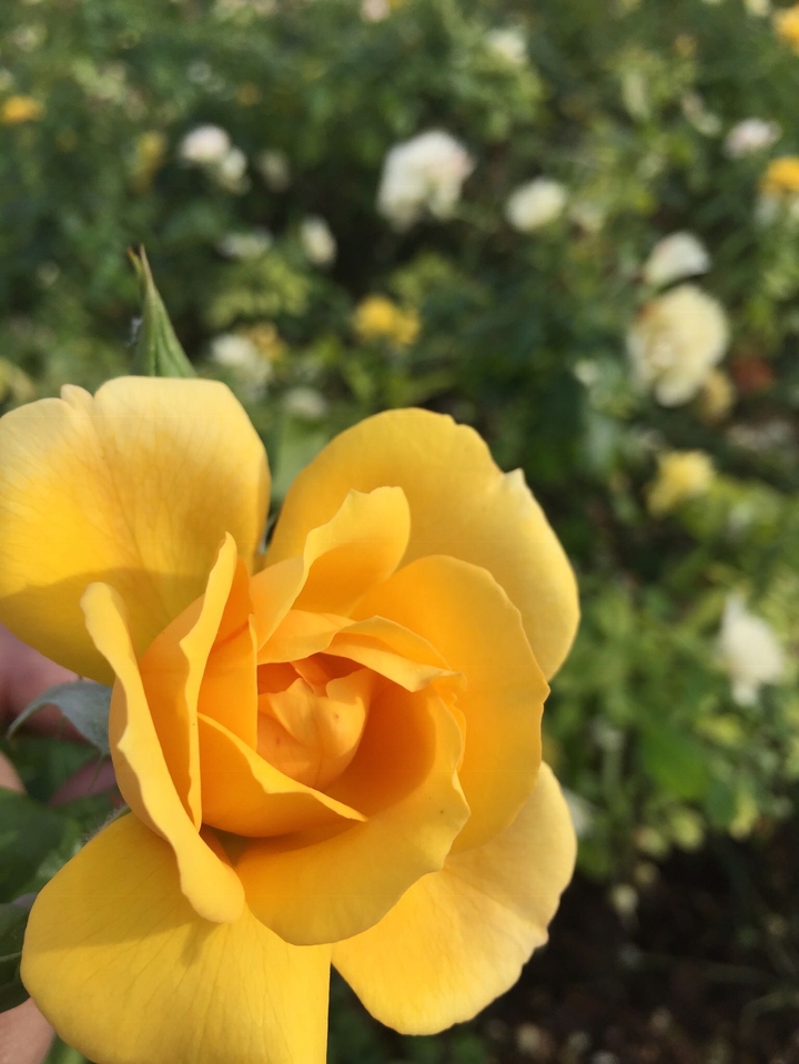 giallo