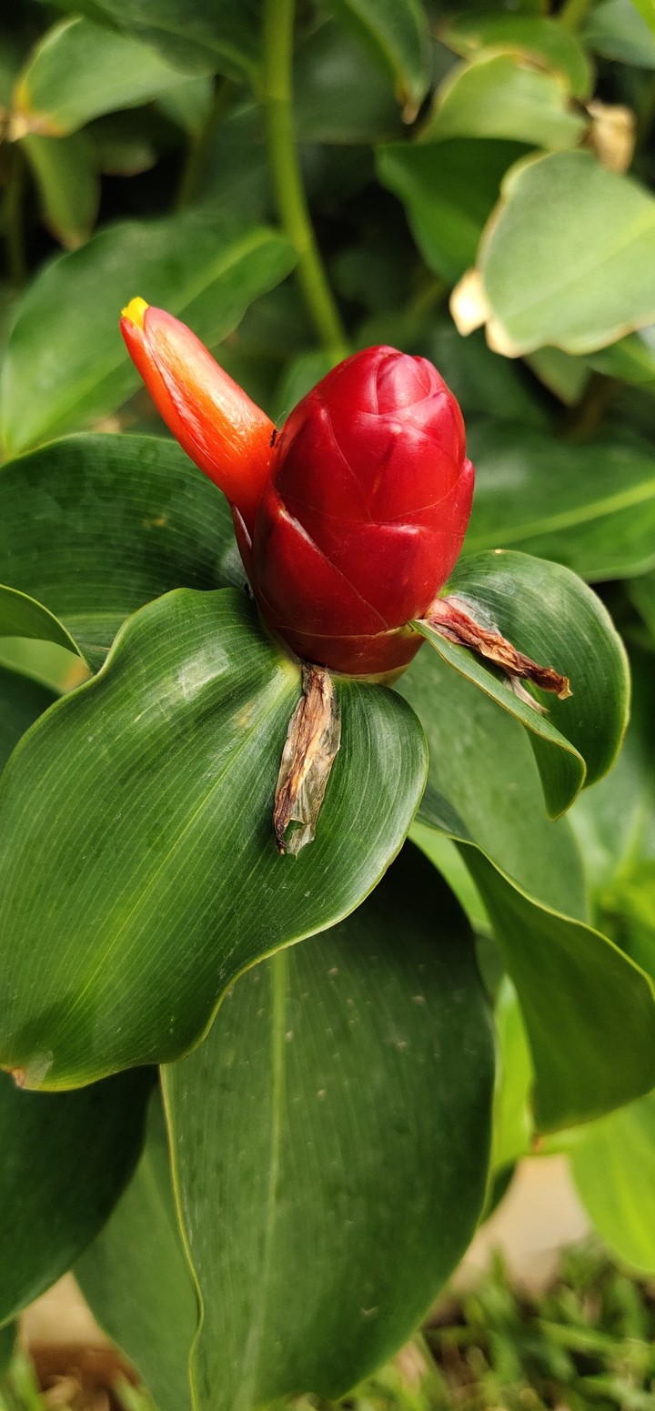 flower