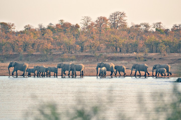 Cooling down  after a hot sunny day the African bush