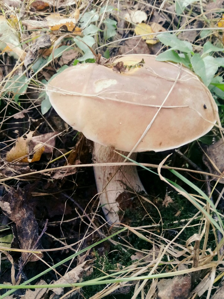 боровик