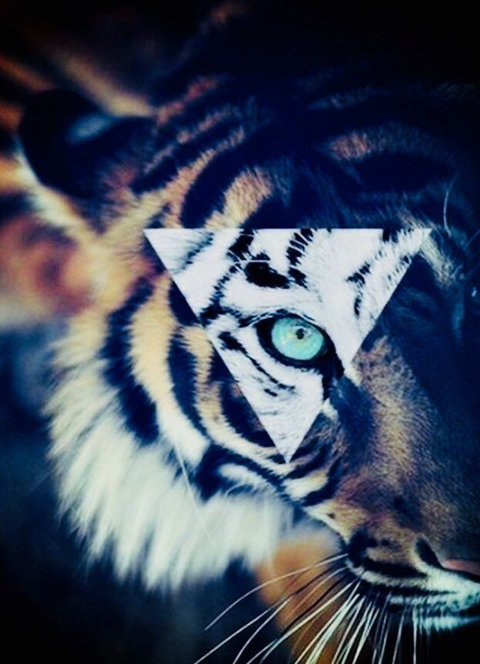 Tiger❤