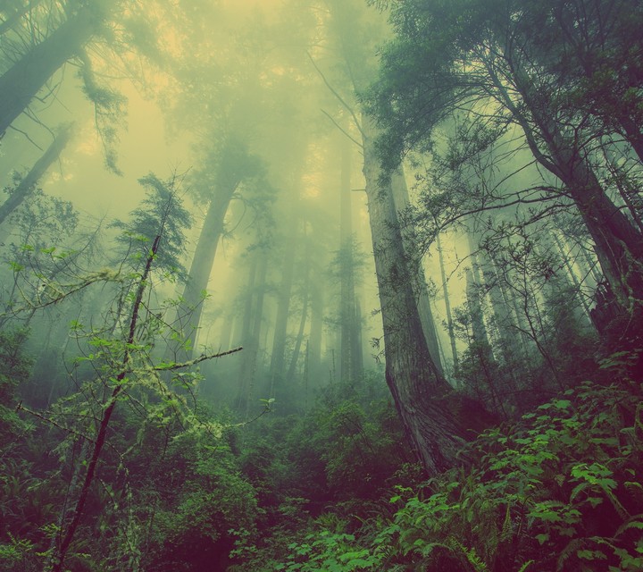 Forest