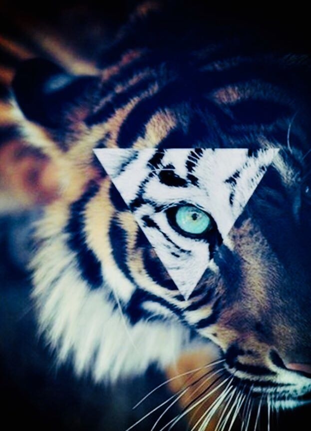 Tiger❤
