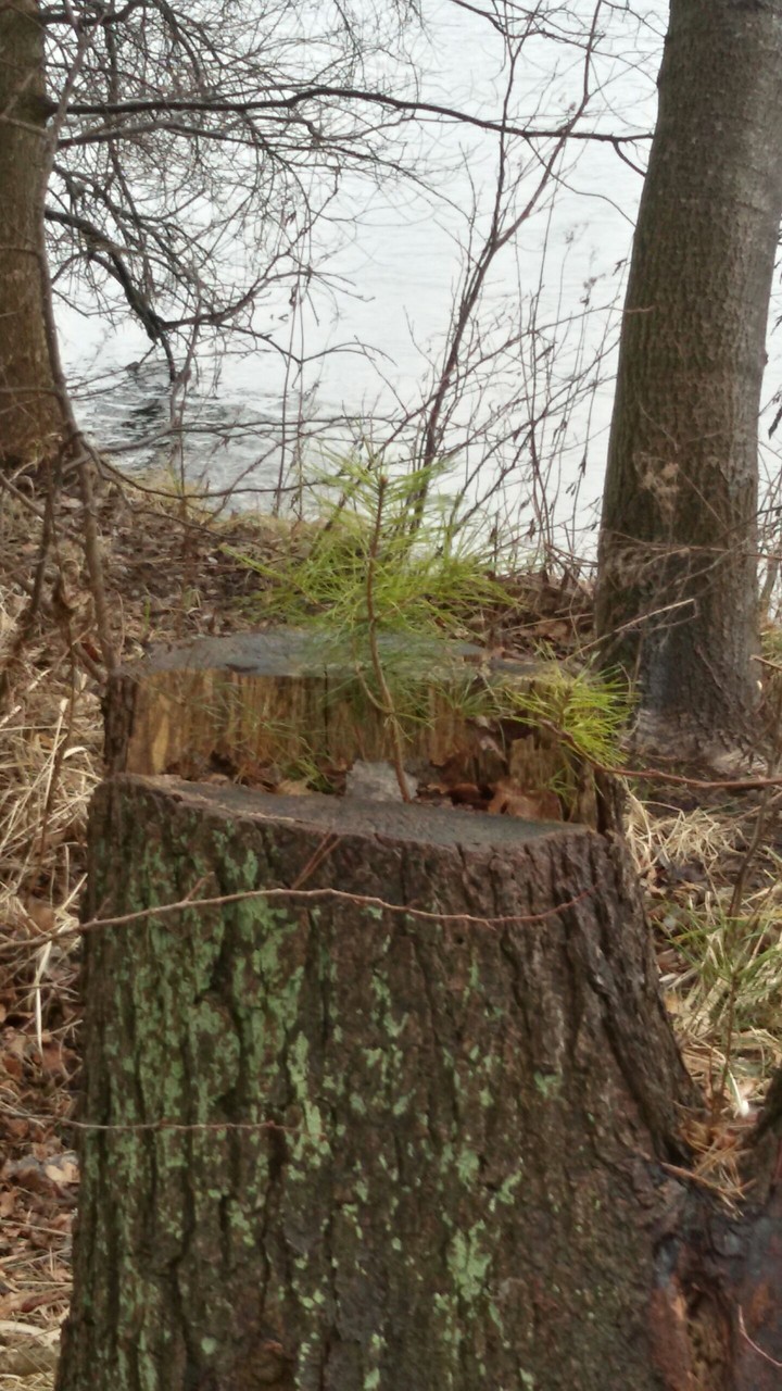 a tree in a tree
