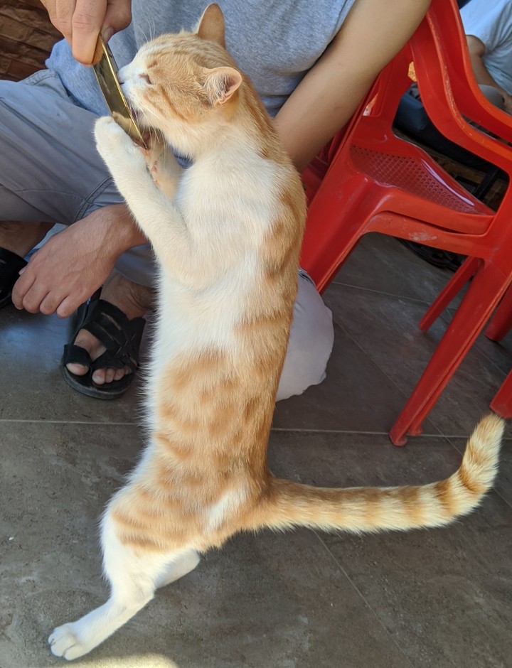 قطة