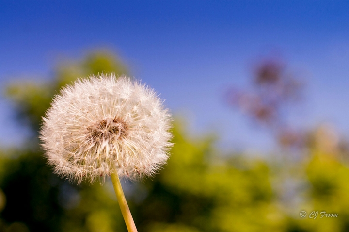 Dandelion