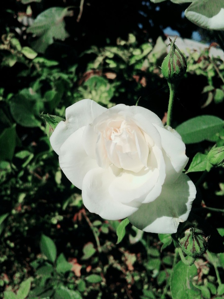white rose