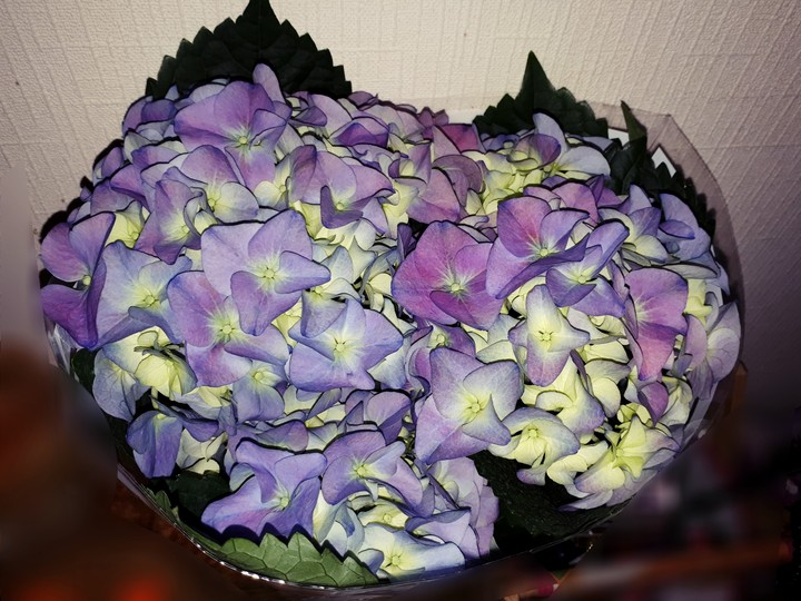 Hortensia♡