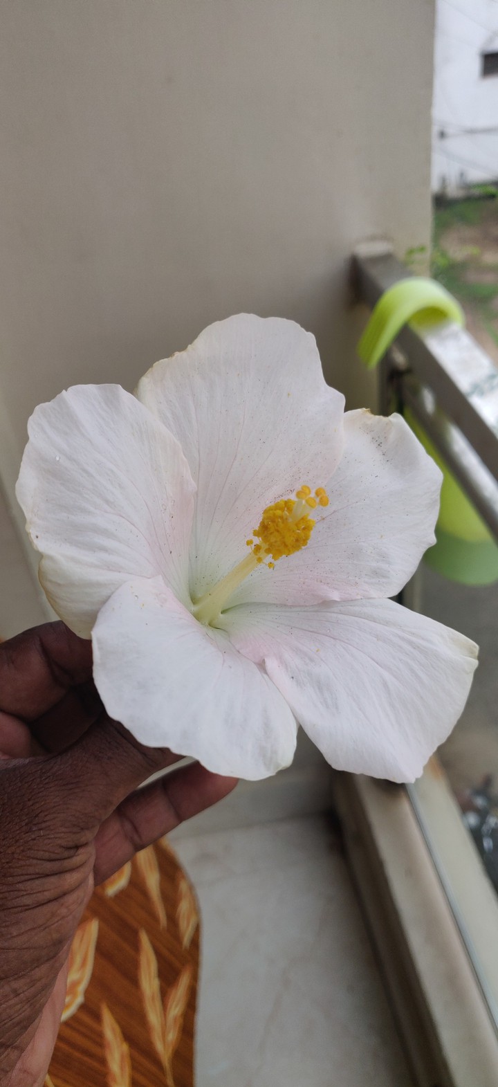 White Hibiscus