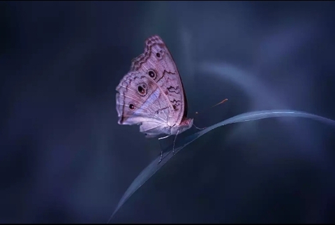 butterfly, organism Hintergrundbilder
