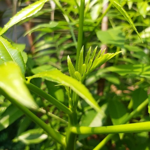 nature love