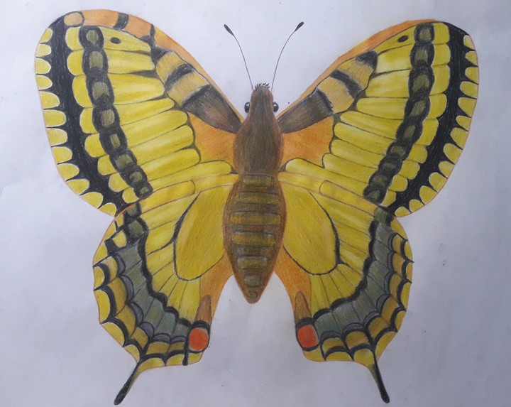 butterfly