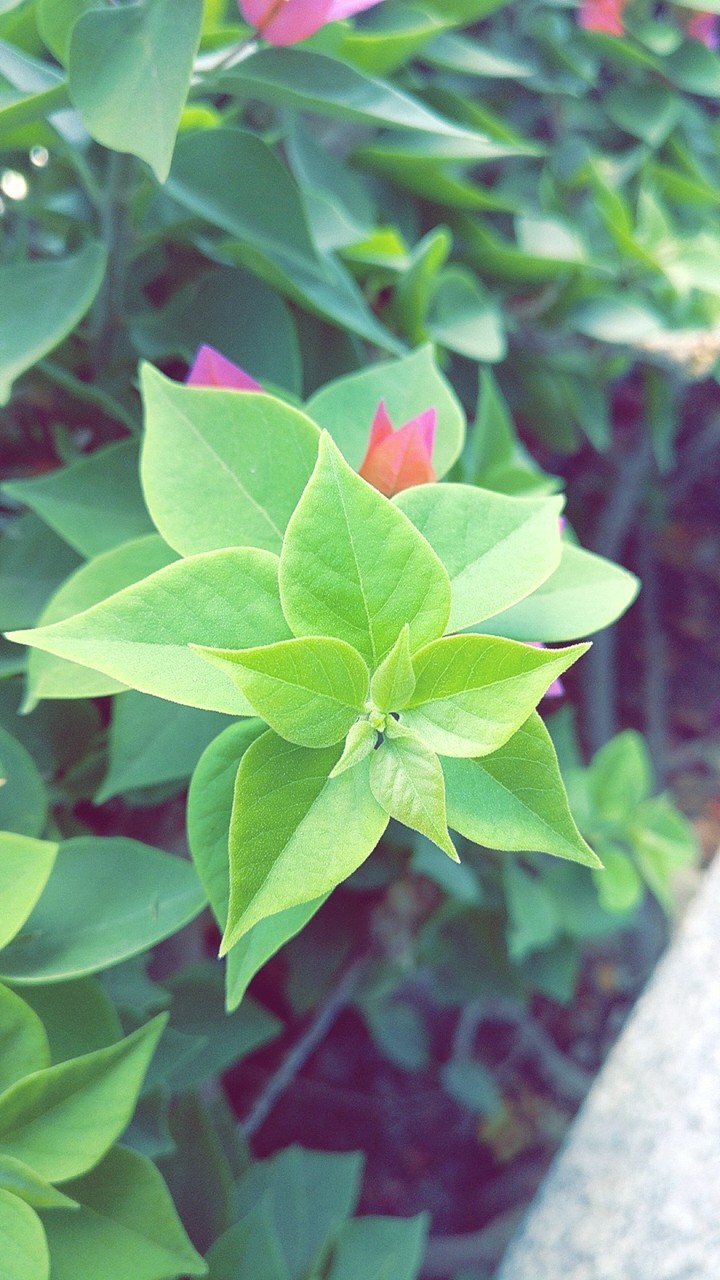 #leaf#oneplusShoot