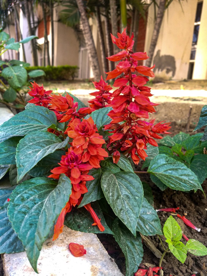 Red Love