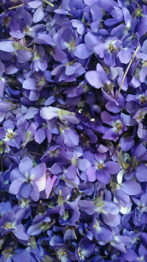 purple flowers