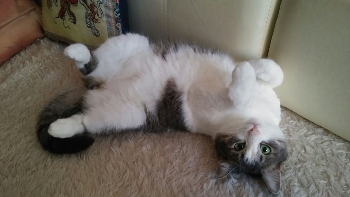 Pretty cat