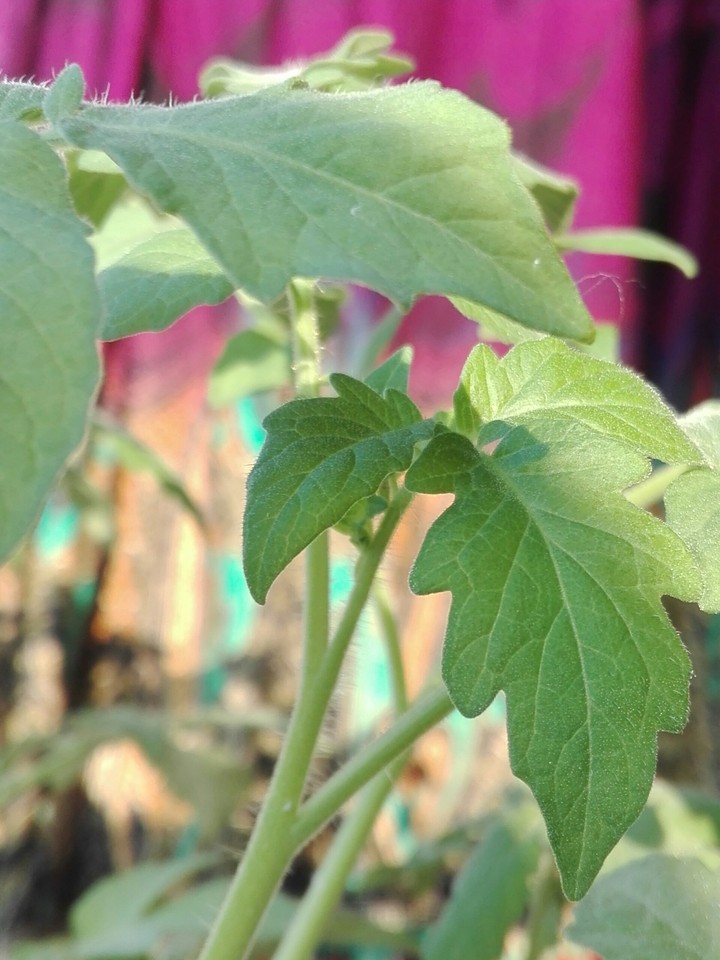 Tomato Plant Leaf