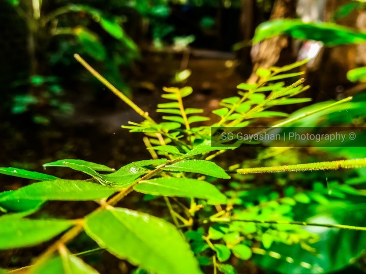Green 4K 2018