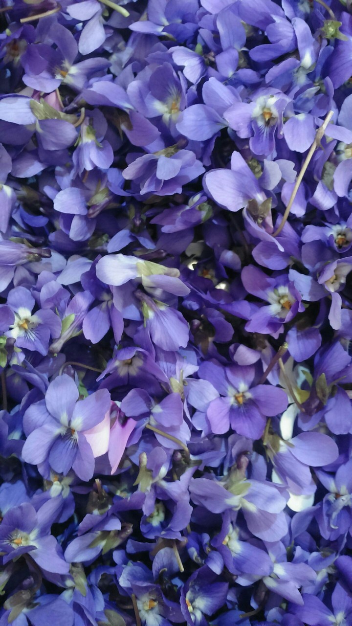 purple flowers
