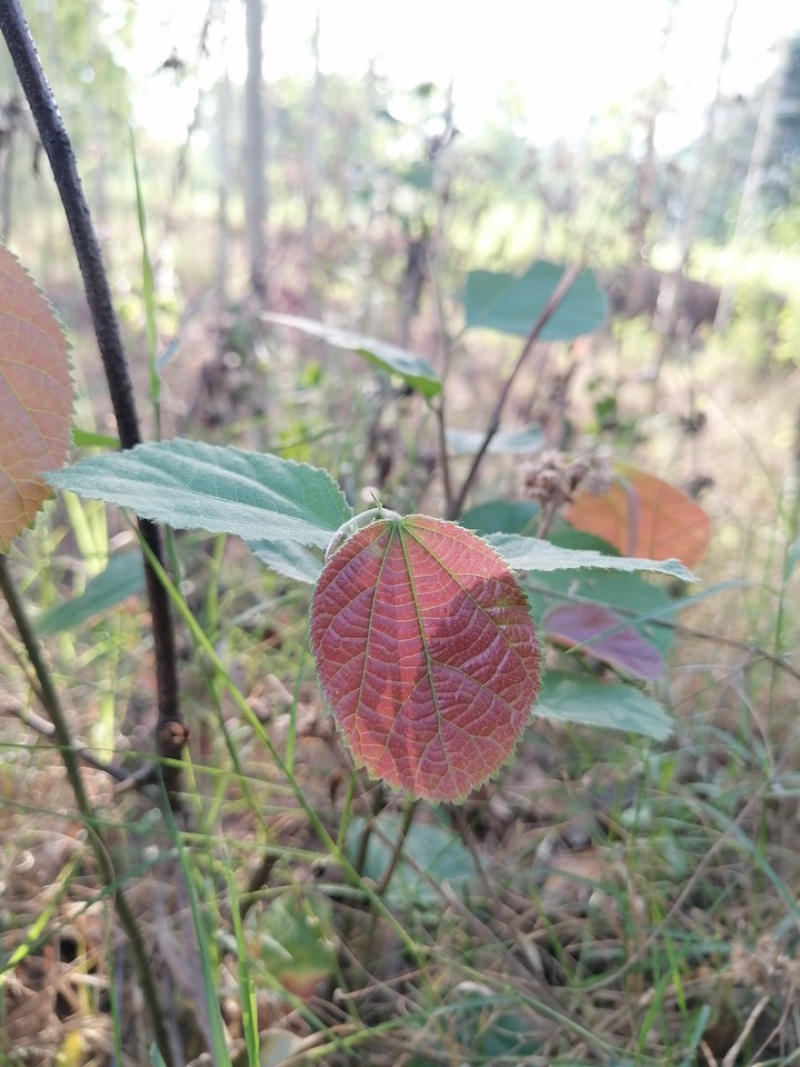 red leaf