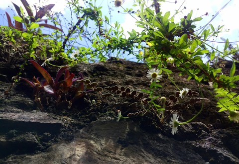 PLANTAS.